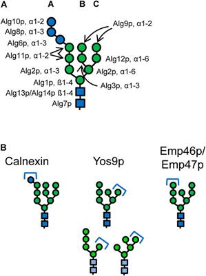 The Impact of Glycoengineering on the Endoplasmic Reticulum Quality Control System in Yeasts